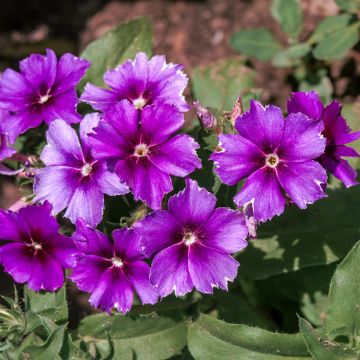 Graines de PHlox drummondii Sugar Stars - Phlox de Drummond