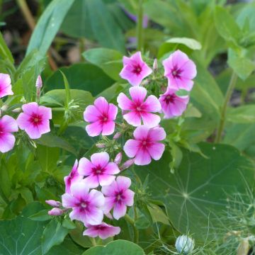 Graines de Phlox annuel Brilliant - Phlox drummondii