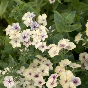 Graines de PHlox drummondii Sugar Stars - Phlox de Drummond