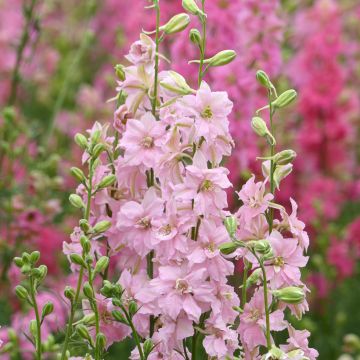 Graines de Delphinium Qis White - Pied d'alouette annuel