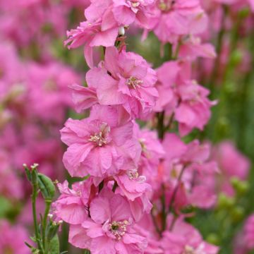 Graines de Delphinium Qis White - Pied d'alouette annuel