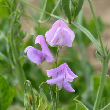 Graines de Pois de Senteur Leamington - Lathyrus odoratus