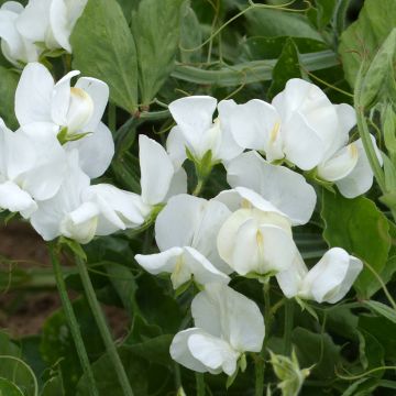 Graines de Pois de Senteur White Ensign - Lathyrus odoratus