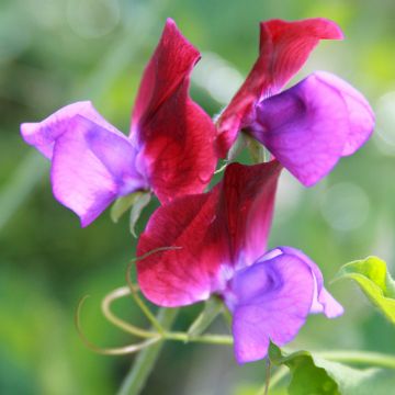 Graines de Pois de senteur Bicolour Purple Pimpernel - Lathyrus odoratus