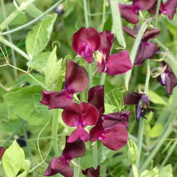 Graines de Pois de senteur Spring Sunshine Orange - Lathyrus odoratus