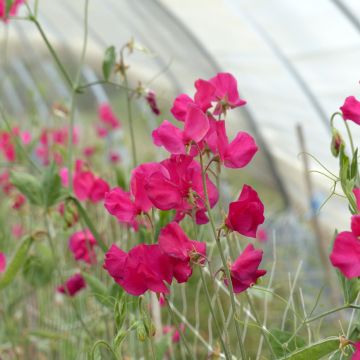 Graines de Pois de senteur Spring Sunshine Orange - Lathyrus odoratus