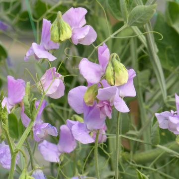 Graines de Pois de senteur Spring Sunshine Orange - Lathyrus odoratus