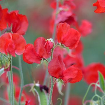 Graines de Pois de senteur Spring Sunshine Orange - Lathyrus odoratus