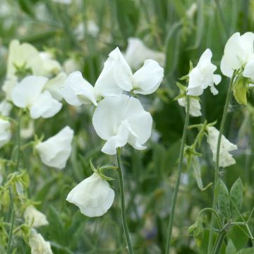 Graines de Pois de senteur Spring Sunshine Orange - Lathyrus odoratus