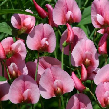 Graines de Pois de senteur rose des Canaries - Lathyrus tingitanus Rosea