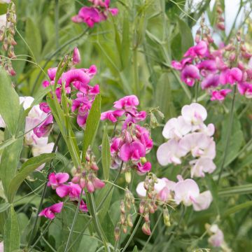 Graines de Pois de senteur vivace - Lathyrus latifolius