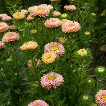 Graines de Reine-Marguerite Matsumoto Formula Mixture - Callistephus chinensis