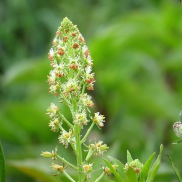 Orlaya Grandiflora 