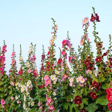 Graines de Rose trémière Antwerp Stars Mix - Alcea ficifolia