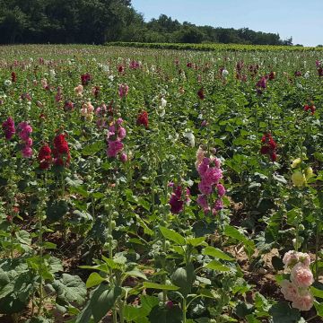 Rose trémière Chater’s Double en mélange - Alcea rosea