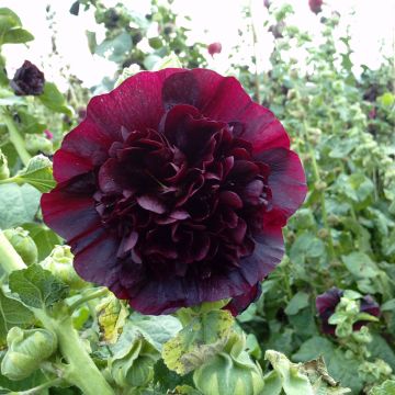 Rose trémière Chater’s Double en mélange - Alcea rosea