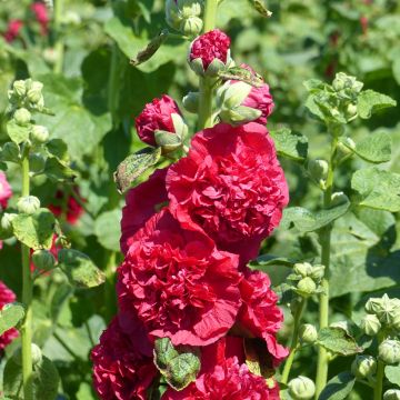 Rose trémière Chater’s Double en mélange - Alcea rosea