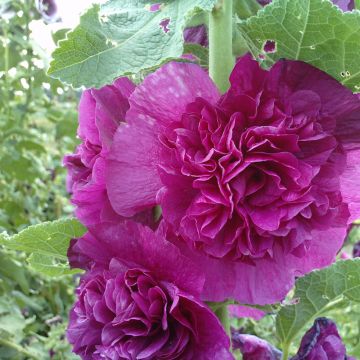 Rose trémière Chater’s Double en mélange - Alcea rosea