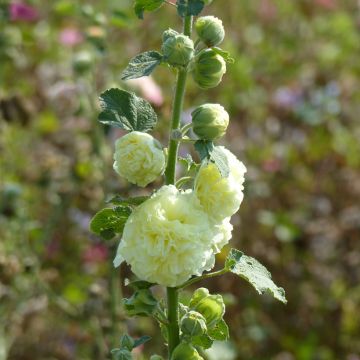 Rose trémière Chater’s Double en mélange - Alcea rosea