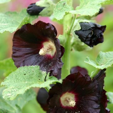 Graines de Rose trémière noire Jet Black - Alcea rosea Nigra