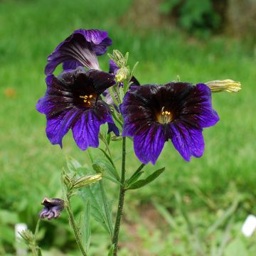 Graines de Salpiglossis Black Trumpets