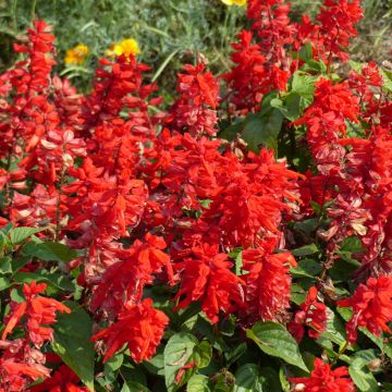 Graines de Salvia splendens Blaze Of Fire - Sauge éclatante