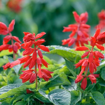 Salvia Splendens Red Arrows