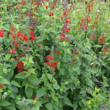 Salvia Coccinea Summer Jewel Red 