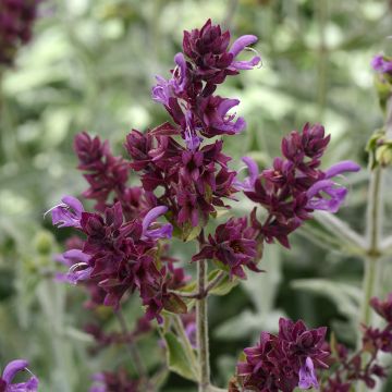 Salvia sclarea var. turkestanica - Sauge sclarée 