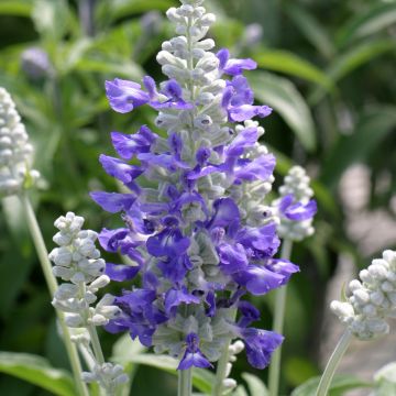 Graines de Sauge farineuse Strata Blue/White - Salvia farinacea