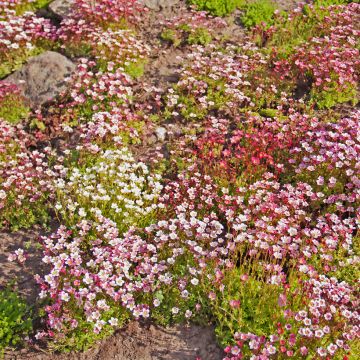 Graines d'Oeillet Russian Skies - Dianthus 