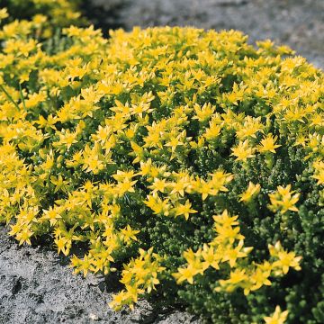 Graines de Sedum acre - Orpin jaune