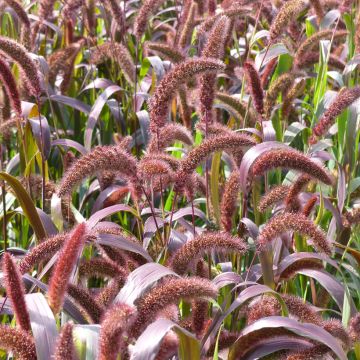 Graines de Setaria italica Red Jewel BIO