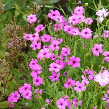 Graines de Silene oculata Rose Angel