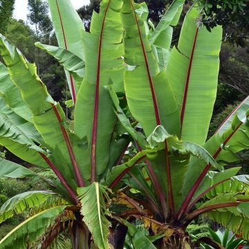 Snow Banana (Banana Ensete glaucum)