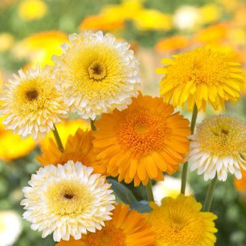 Graines de Souci Kinglet Mix - Calendula officinalis