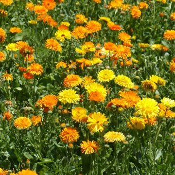 Graines de Souci des jardins varié - Calendula officinalis