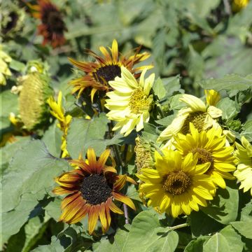 Graines de Tournesol Paquito en mélange - Helianthus annuus