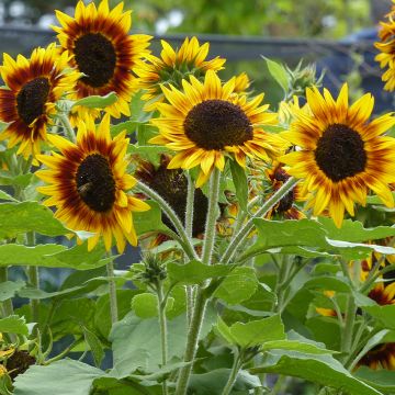 Graines de Tournesol Ring of Fire F1 - Helianthus annuus