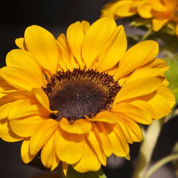 Graines de Tournesol Soraya - Helianthus annuus