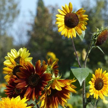 Tournesol Russian Giant