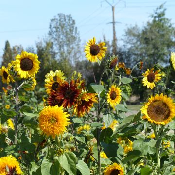 Graines de Tournesol Inca Empire Mix - Helianthus annuus