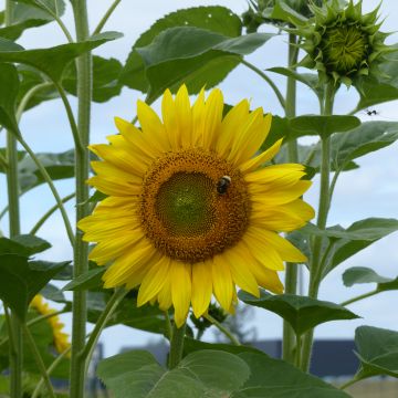 Tournesol Russian Giant