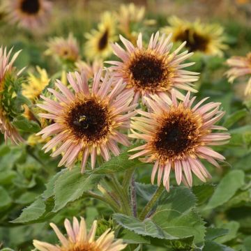 Graines de Tournesol haut double Astra Rose - Helianthus annuus 