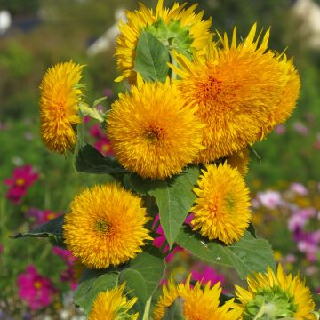 Tournesol géant Kong F1 - Helianthus annuus