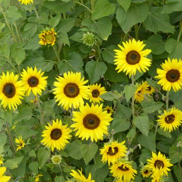 Tournesol nain Ms. Mars - Helianthus annuus Graines