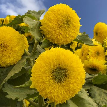 Graines de Tournesol nain Gummy Bear - Helianthus annuus