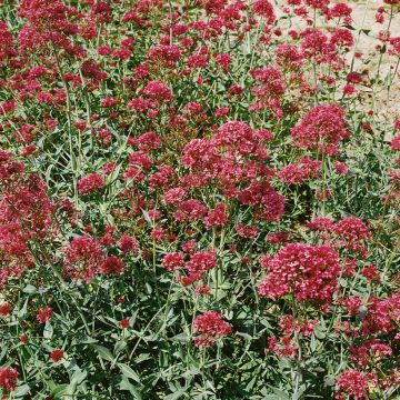 Graines de Valériane des jardins en mélange - Centrantus ruber 