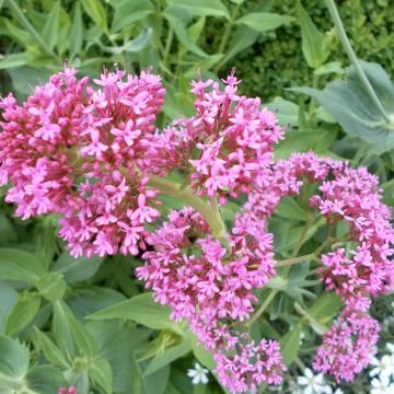 Graines de Valériane des jardins en mélange - Centrantus ruber 