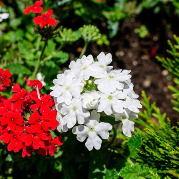 Verbena Tuscany Pastel Mixed 